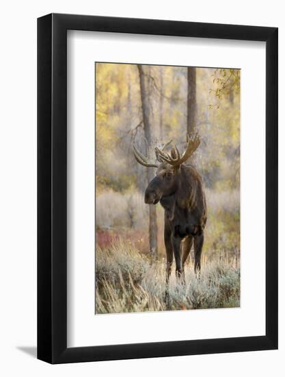 Bull moose in autumn, Grand Teton National Park, Wyoming-Adam Jones-Framed Photographic Print