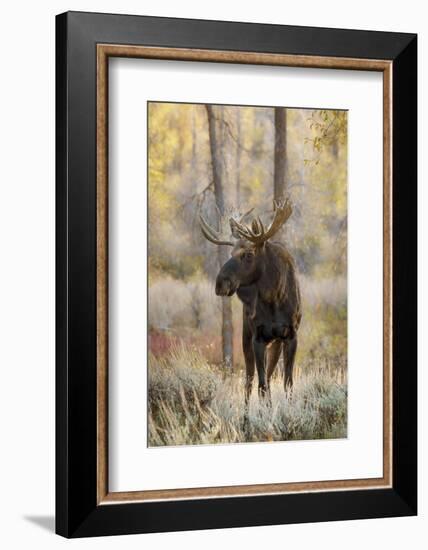 Bull moose in autumn, Grand Teton National Park, Wyoming-Adam Jones-Framed Photographic Print