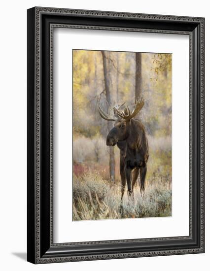 Bull moose in autumn, Grand Teton National Park, Wyoming-Adam Jones-Framed Photographic Print