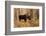 Bull moose in autumn, Grand Teton National Park.-Adam Jones-Framed Photographic Print