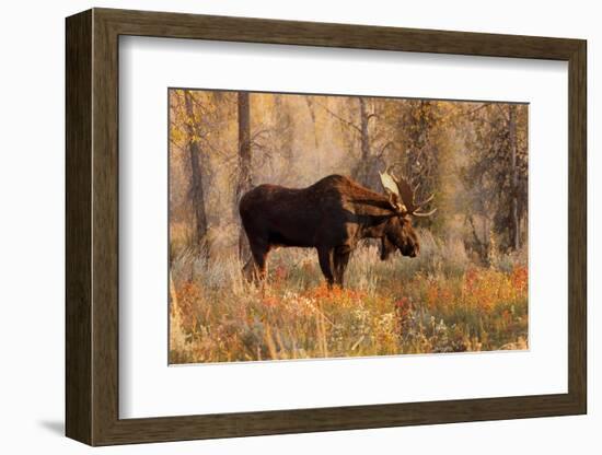 Bull moose in autumn, Grand Teton National Park.-Adam Jones-Framed Photographic Print