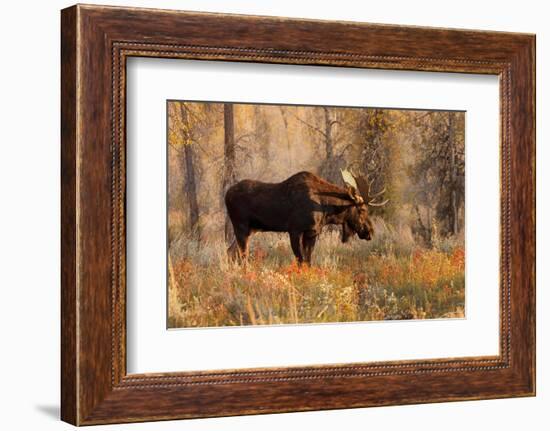 Bull moose in autumn, Grand Teton National Park.-Adam Jones-Framed Photographic Print