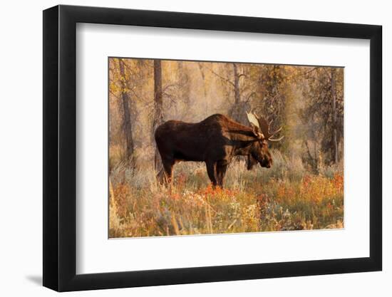 Bull moose in autumn, Grand Teton National Park.-Adam Jones-Framed Photographic Print