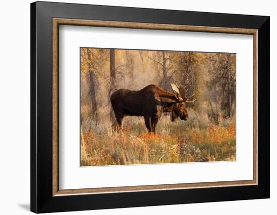 Bull moose in autumn, Grand Teton National Park.-Adam Jones-Framed Photographic Print