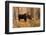 Bull moose in autumn, Grand Teton National Park.-Adam Jones-Framed Photographic Print