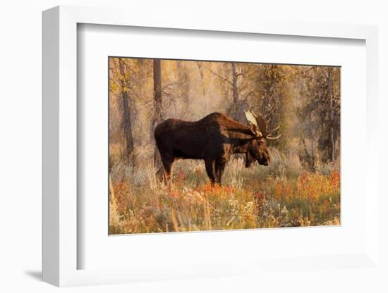 Bull moose in autumn, Grand Teton National Park.-Adam Jones-Framed Photographic Print
