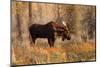 Bull moose in autumn, Grand Teton National Park.-Adam Jones-Mounted Photographic Print