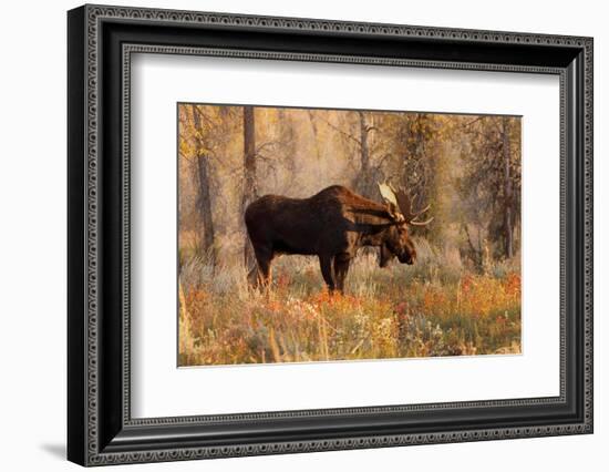 Bull moose in autumn, Grand Teton National Park.-Adam Jones-Framed Photographic Print