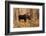 Bull moose in autumn, Grand Teton National Park.-Adam Jones-Framed Photographic Print