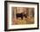 Bull moose in autumn, Grand Teton National Park.-Adam Jones-Framed Photographic Print