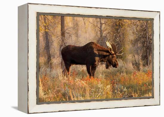 Bull moose in autumn, Grand Teton National Park.-Adam Jones-Framed Premier Image Canvas