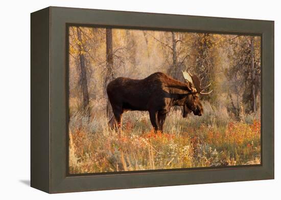 Bull moose in autumn, Grand Teton National Park.-Adam Jones-Framed Premier Image Canvas