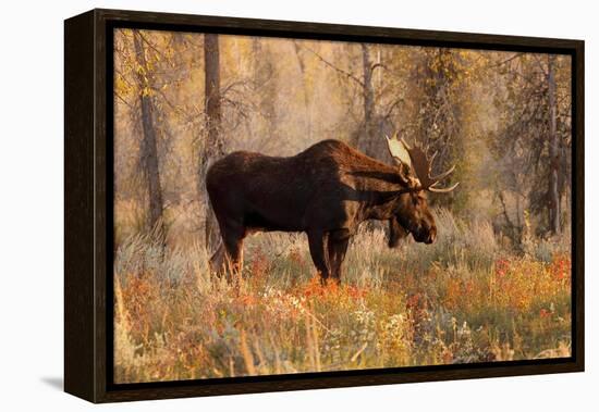 Bull moose in autumn, Grand Teton National Park.-Adam Jones-Framed Premier Image Canvas