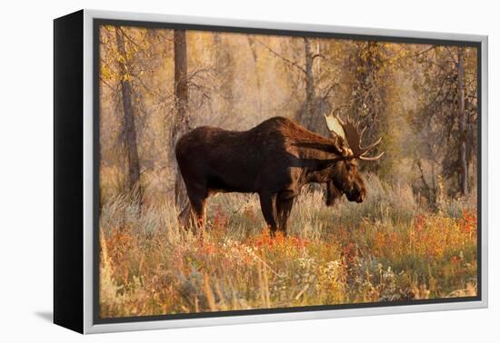 Bull moose in autumn, Grand Teton National Park.-Adam Jones-Framed Premier Image Canvas