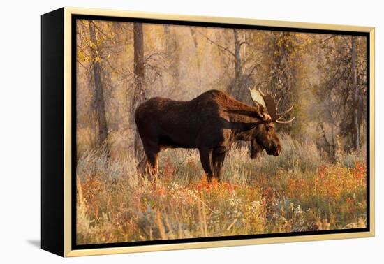 Bull moose in autumn, Grand Teton National Park.-Adam Jones-Framed Premier Image Canvas