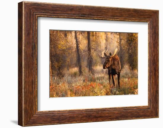 Bull moose in autumn, Grand Teton National Park.-Adam Jones-Framed Photographic Print