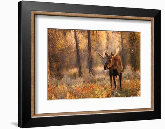 Bull moose in autumn, Grand Teton National Park.-Adam Jones-Framed Photographic Print