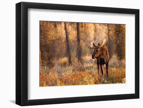 Bull moose in autumn, Grand Teton National Park.-Adam Jones-Framed Photographic Print