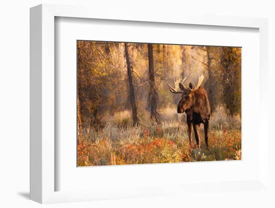 Bull moose in autumn, Grand Teton National Park.-Adam Jones-Framed Photographic Print