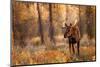 Bull moose in autumn, Grand Teton National Park.-Adam Jones-Mounted Photographic Print