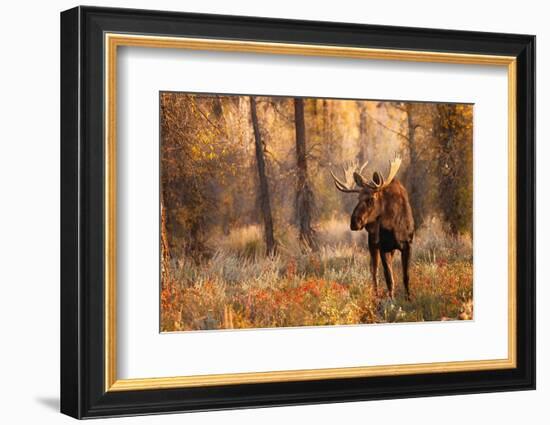 Bull moose in autumn, Grand Teton National Park.-Adam Jones-Framed Photographic Print