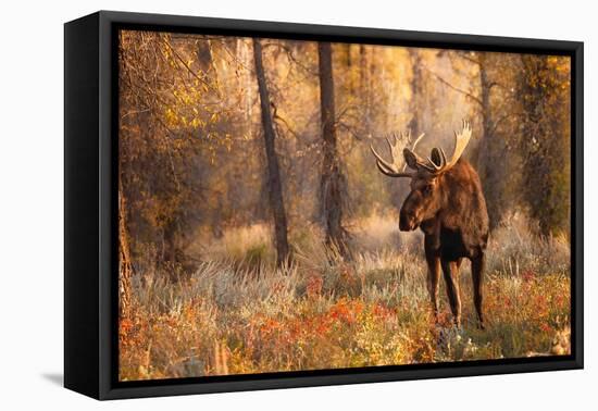 Bull moose in autumn, Grand Teton National Park.-Adam Jones-Framed Premier Image Canvas