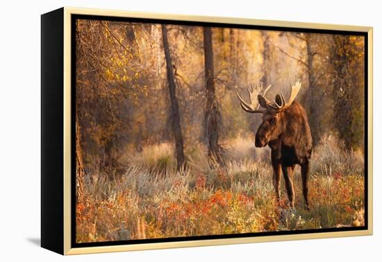 Bull moose in autumn, Grand Teton National Park.-Adam Jones-Framed Premier Image Canvas