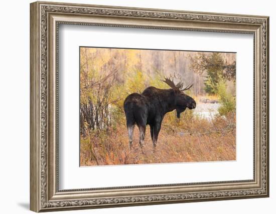 Bull moose in autumn, Grand Teton National Park.-Adam Jones-Framed Photographic Print