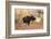 Bull moose in autumn, Grand Teton National Park.-Adam Jones-Framed Photographic Print