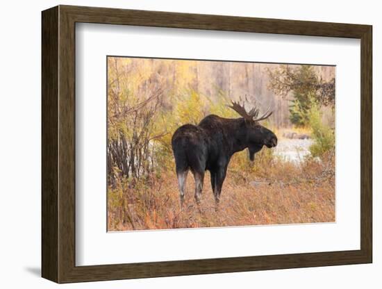 Bull moose in autumn, Grand Teton National Park.-Adam Jones-Framed Photographic Print