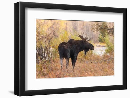 Bull moose in autumn, Grand Teton National Park.-Adam Jones-Framed Photographic Print