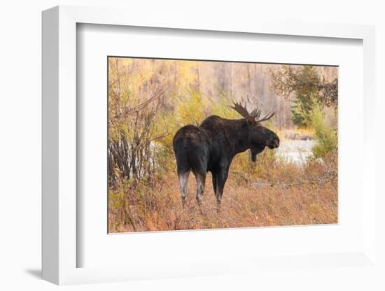 Bull moose in autumn, Grand Teton National Park.-Adam Jones-Framed Photographic Print