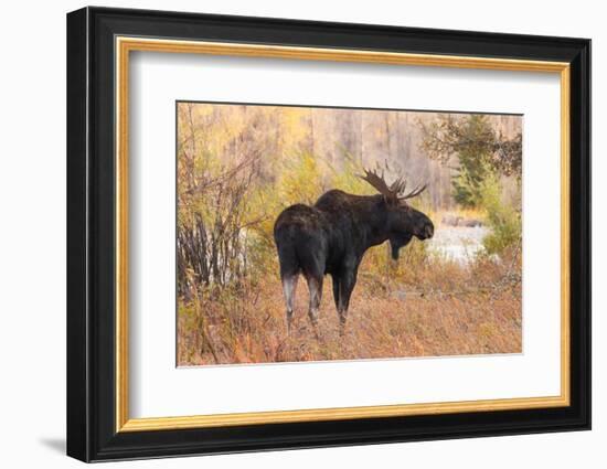 Bull moose in autumn, Grand Teton National Park.-Adam Jones-Framed Photographic Print