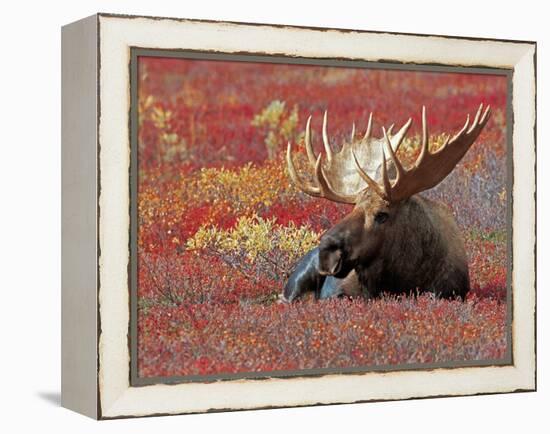 Bull Moose in Denali National Park, Alaska, USA-Dee Ann Pederson-Framed Premier Image Canvas