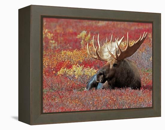 Bull Moose in Denali National Park, Alaska, USA-Dee Ann Pederson-Framed Premier Image Canvas