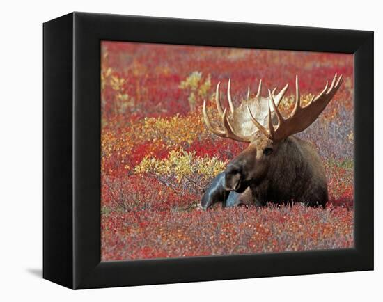 Bull Moose in Denali National Park, Alaska, USA-Dee Ann Pederson-Framed Premier Image Canvas