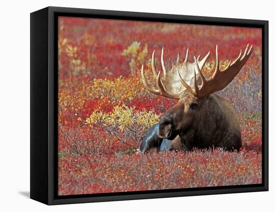 Bull Moose in Denali National Park, Alaska, USA-Dee Ann Pederson-Framed Premier Image Canvas