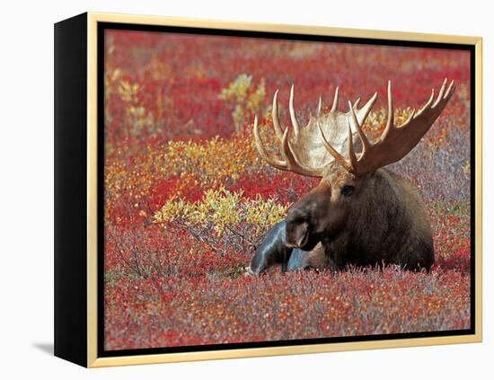 Bull Moose in Denali National Park, Alaska, USA-Dee Ann Pederson-Framed Premier Image Canvas