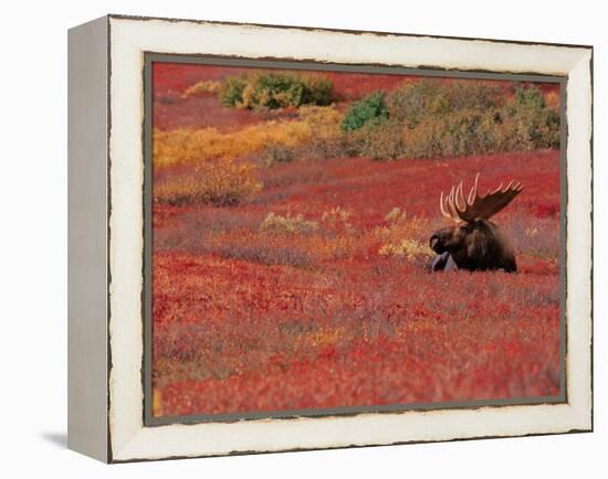 Bull Moose in Denali National Park, Alaska, USA-Dee Ann Pederson-Framed Premier Image Canvas