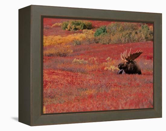 Bull Moose in Denali National Park, Alaska, USA-Dee Ann Pederson-Framed Premier Image Canvas