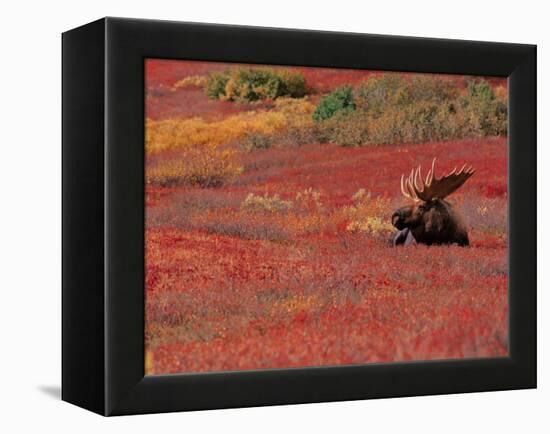 Bull Moose in Denali National Park, Alaska, USA-Dee Ann Pederson-Framed Premier Image Canvas