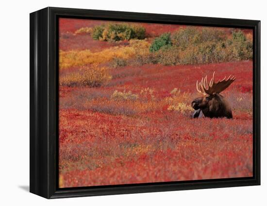 Bull Moose in Denali National Park, Alaska, USA-Dee Ann Pederson-Framed Premier Image Canvas