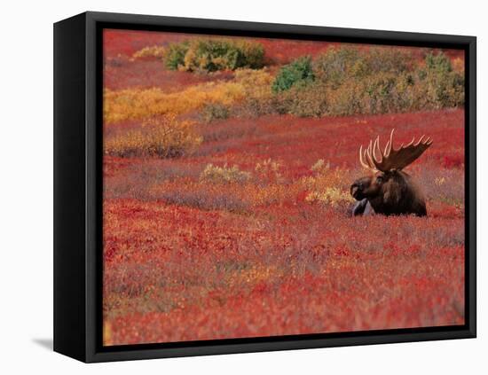 Bull Moose in Denali National Park, Alaska, USA-Dee Ann Pederson-Framed Premier Image Canvas