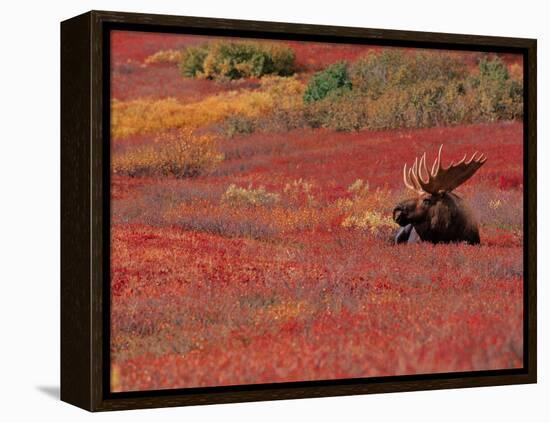 Bull Moose in Denali National Park, Alaska, USA-Dee Ann Pederson-Framed Premier Image Canvas