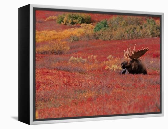 Bull Moose in Denali National Park, Alaska, USA-Dee Ann Pederson-Framed Premier Image Canvas