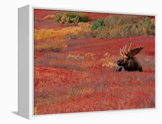 Bull Moose in Denali National Park, Alaska, USA-Dee Ann Pederson-Framed Premier Image Canvas