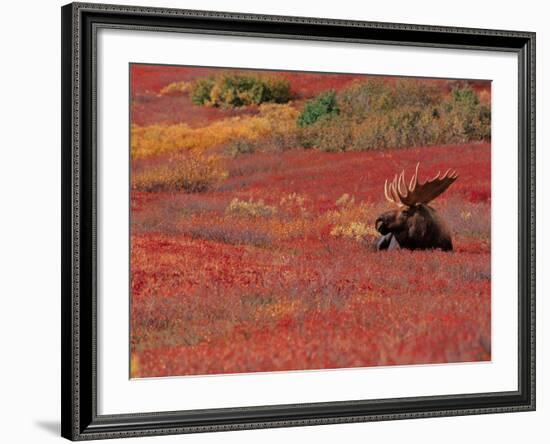 Bull Moose in Denali National Park, Alaska, USA-Dee Ann Pederson-Framed Photographic Print