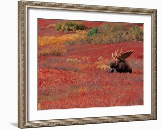 Bull Moose in Denali National Park, Alaska, USA-Dee Ann Pederson-Framed Photographic Print