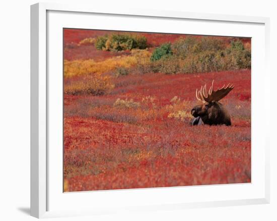 Bull Moose in Denali National Park, Alaska, USA-Dee Ann Pederson-Framed Photographic Print