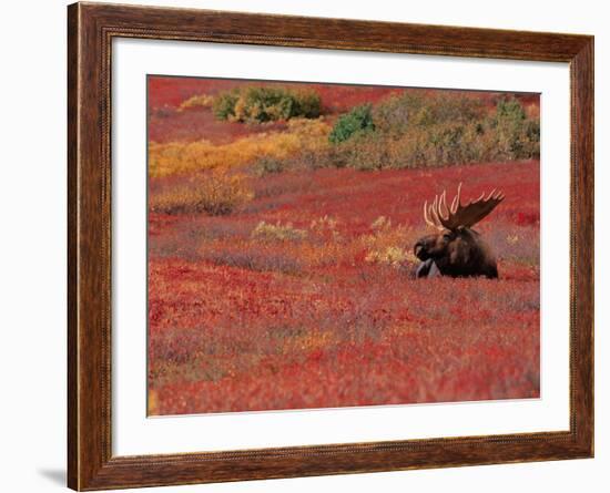 Bull Moose in Denali National Park, Alaska, USA-Dee Ann Pederson-Framed Photographic Print